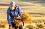 ۱۴.۸ همت به گندمکاران پرداخت شد