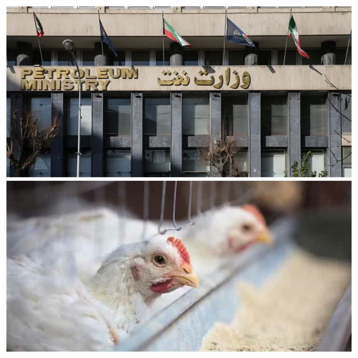 وزیر نفت و بحران مرغ ۲۰۰ هزارتومانی؛به جای ارز وعده تحویل می دهند! 