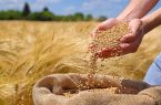 ۷۷ هزار میلیارد ریال مطالبات گندمکاران همدانی پرداخت شد