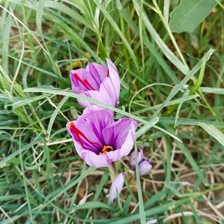 کشت زعفران در باغ گیاهان دارویی دانشکده داروسازی