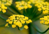 ۹۷ درصد رازیانه کشور در همدان تولید می شود ۹۷ درصد رازیانه کشور در همدان تولید می شود