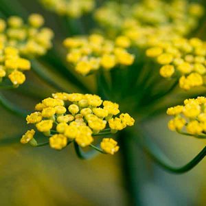 ۹۷ درصد رازیانه کشور در همدان تولید می شود