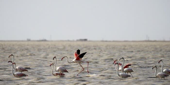 ترییوپس؛ امید آق‌گُل برای زنده شدن