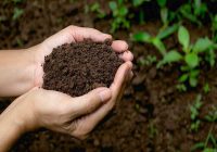 تأمین بیش از ۸۰ هزار تن کود کشاورزی در همدان تأمین بیش از ۸۰ هزار تن کود کشاورزی در همدان