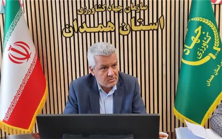 ۷۰ درصد گشنیز کشور در همدان تولید میشود