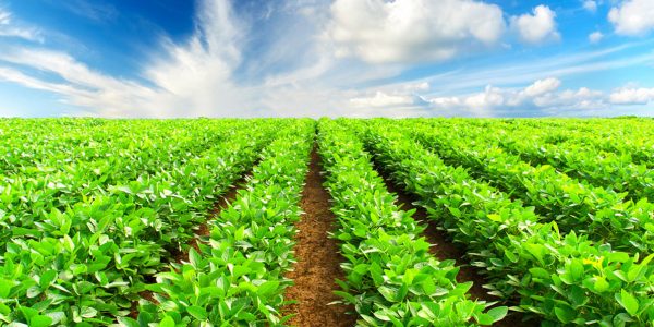 کشاورزی همدان؛ از مدیریت هوشمند آب تا هدف‌گذاری تولید ۹ میلیون تنی در افق ۱۴۴۰